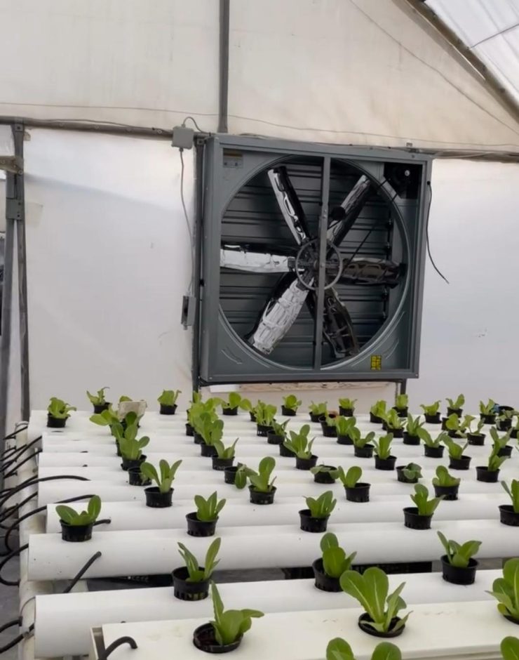 Industrial axial fans installed in greenhouse for cooling and air circulation in East Africa