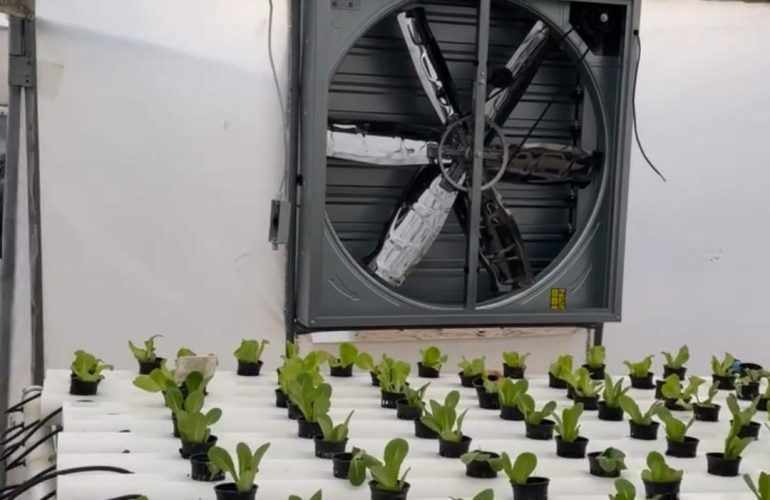 Industrial axial fans installed in greenhouse for cooling and air circulation in East Africa