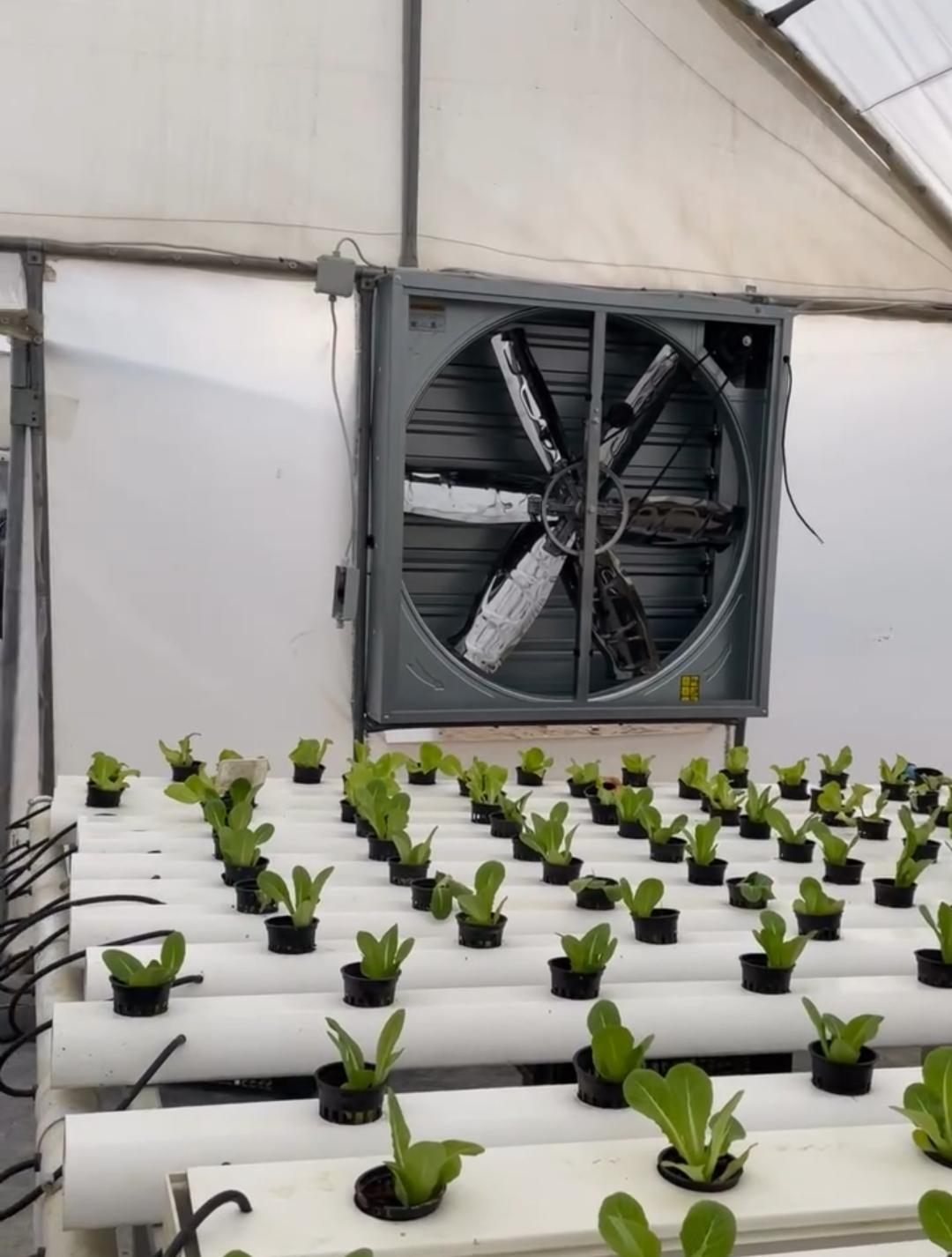 Industrial axial fans installed in greenhouse for cooling and air circulation in East Africa