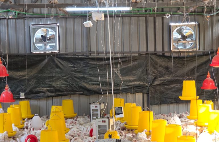 Industrial wall fan installation in a poultry house in Nairobi Kenya