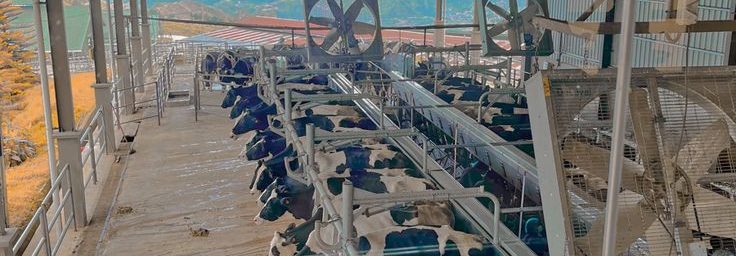 Industrial extractor fans and air circulation fans installed in a modern dairy farm barn in Kenya.