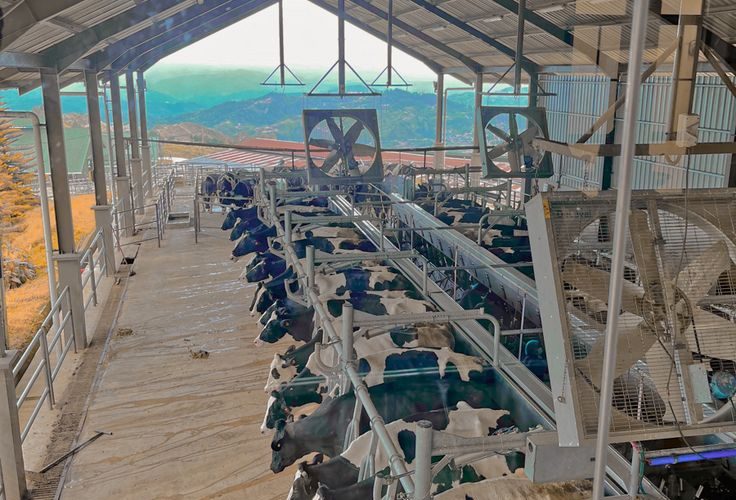 Industrial extractor fans and air circulation fans installed in a modern dairy farm barn in Kenya.