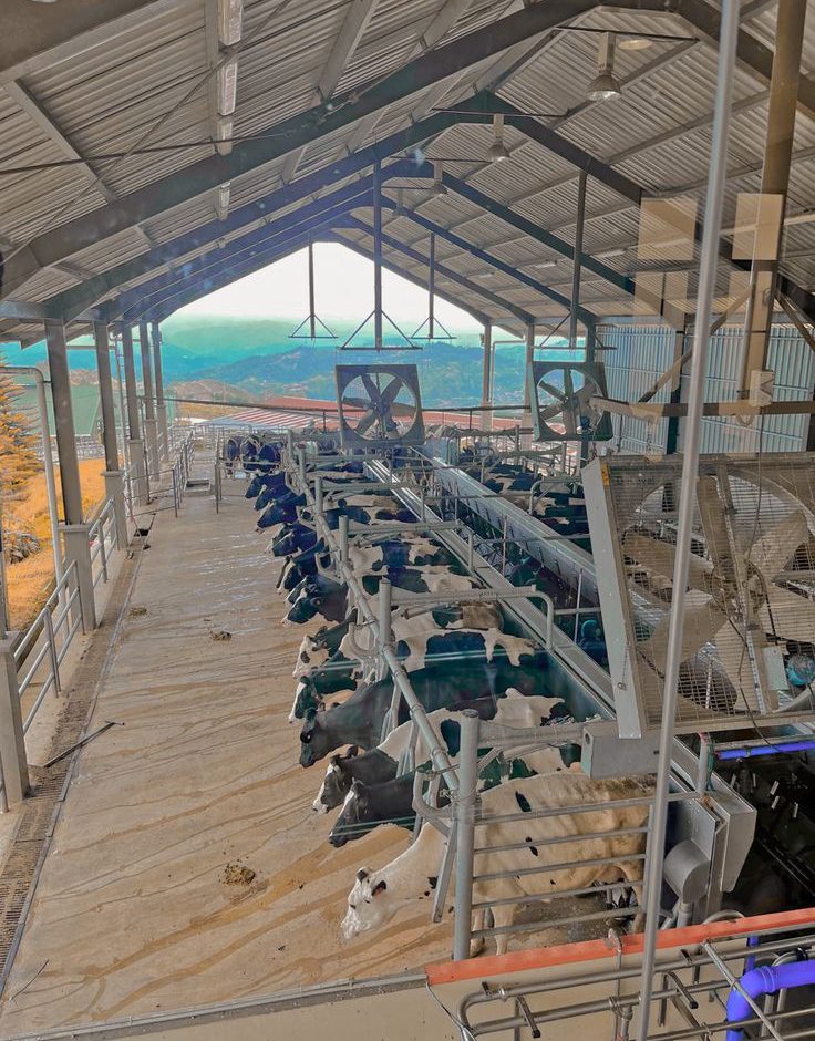 Industrial extractor fans and air circulation fans installed in a modern dairy farm barn in Kenya.