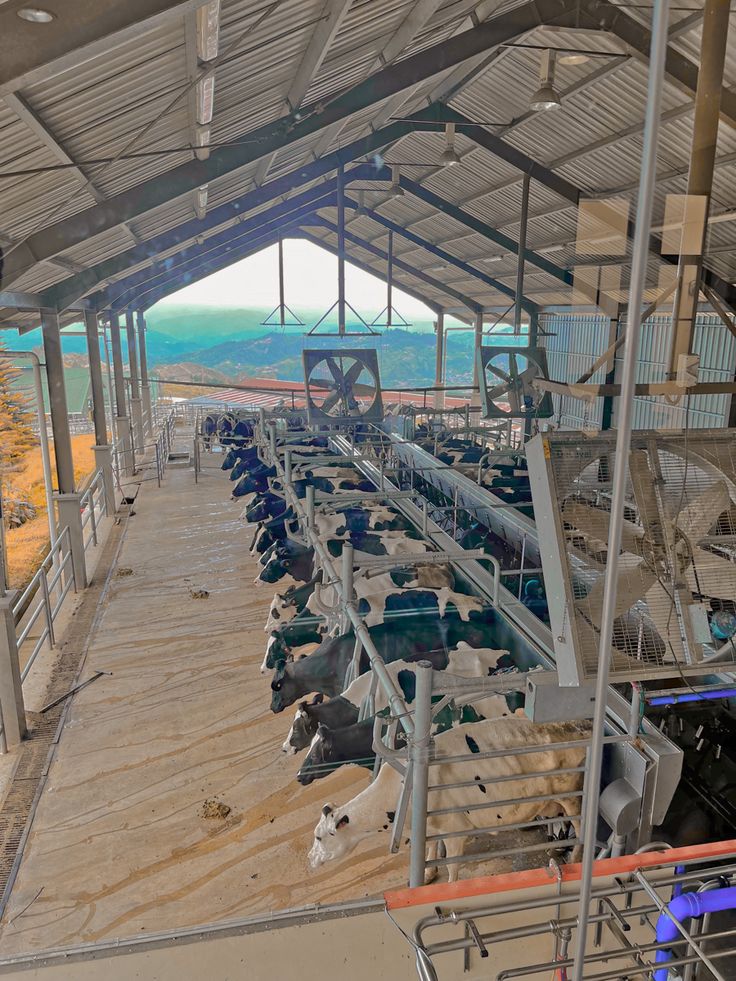 Industrial extractor fans and air circulation fans installed in a modern dairy farm barn in Kenya.