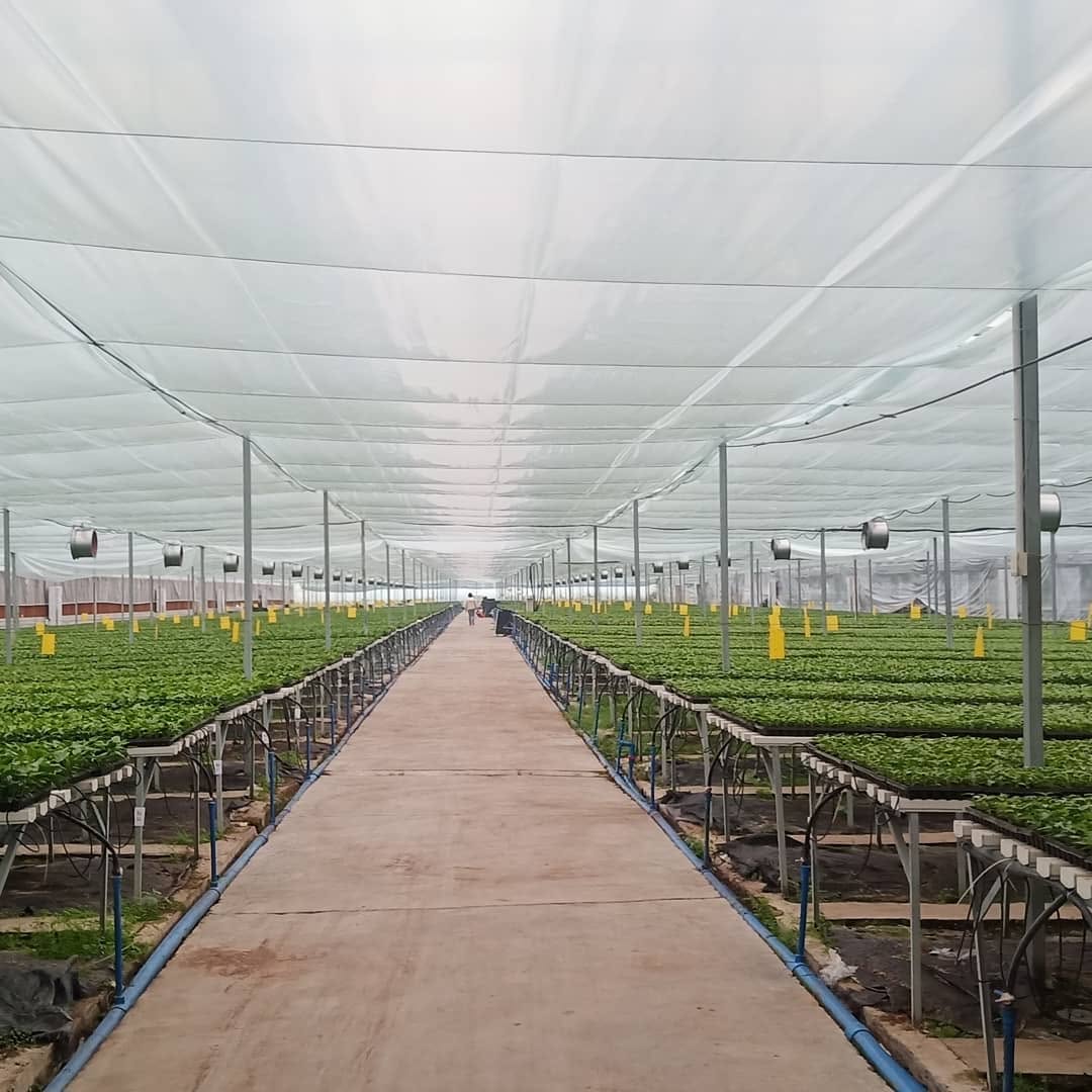 Long rows of a large greenhouse with circulation fans mounted throughout