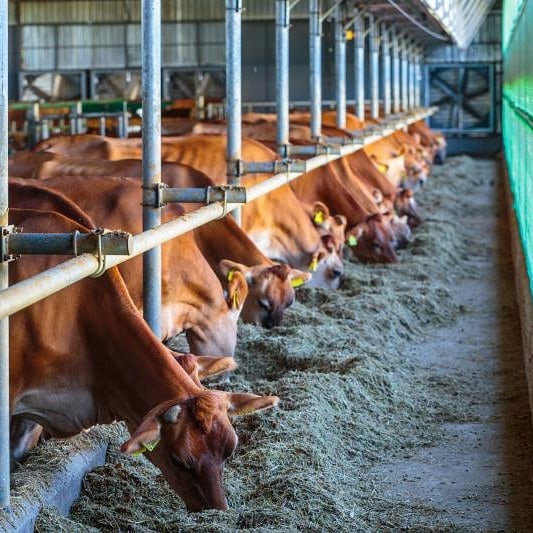 Row of cattle feeding in a well-ventilated barn