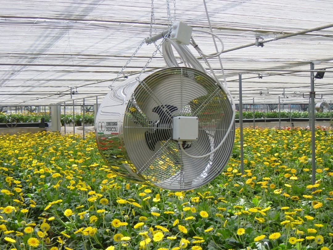 Circulation fan hanging above a bed of flowering plants in a greenhouse